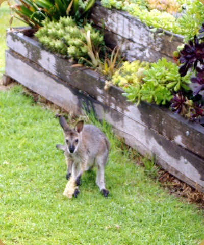 Local wallabies