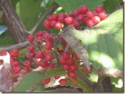 IMG_9356