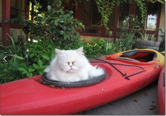funny-animals-cute-6