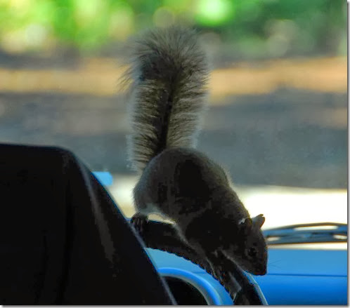 Squirrel Driver