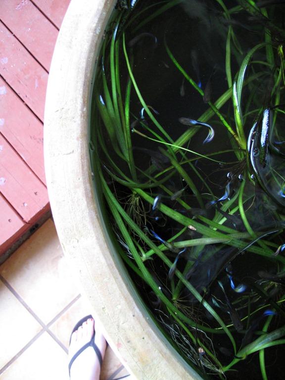 [fishies%255B4%255D.jpg]