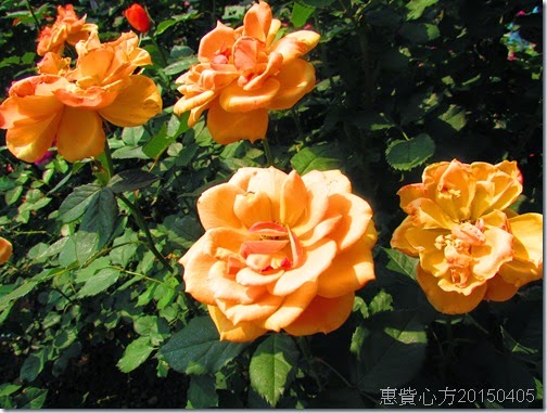 IMG_1473 IMG_1473