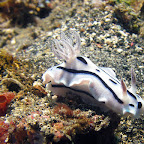 Nudibranch (Lembeh Strait)