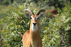 Male Kob (antelope): Murchison Falls NP