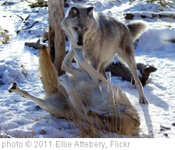 'I'm the boss!' photo (c) 2011, Ellie Attebery - license: http://creativecommons.org/licenses/by/2.0/