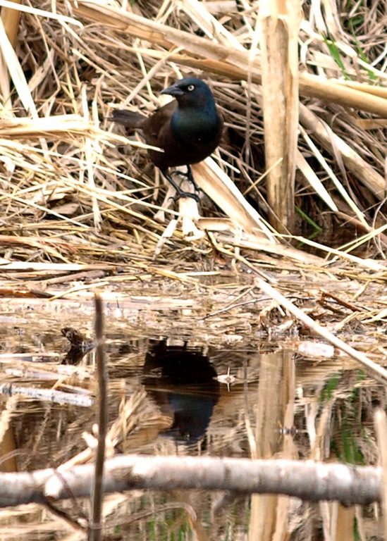 [Grackle%2520by%2520the%2520water%25205x7%255B4%255D.jpg]