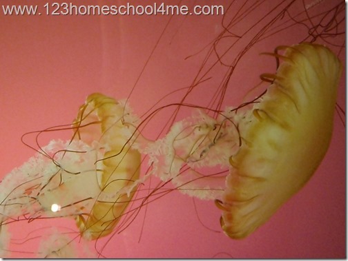 Homeschooling in Illinois: 100+ Fieldtrip Ideas Homeschooling in Illinois: 100+ Fieldtrip Ideas