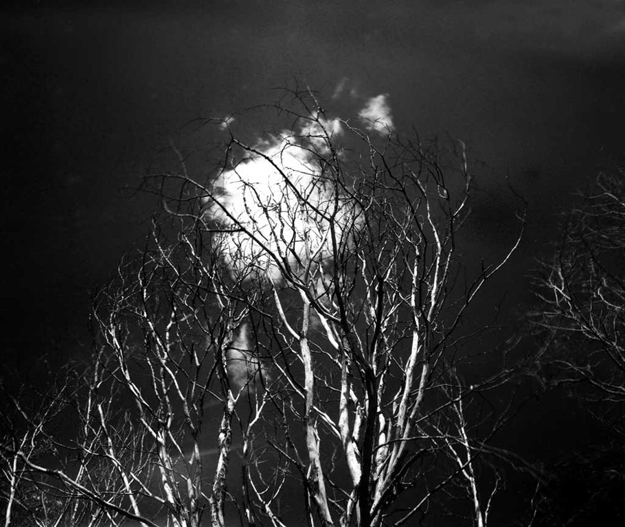 [Dead-Trees-2%255B6%255D.jpg]