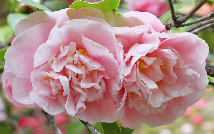 [120317_Capitol_Park_Camellia-japonica_46%255B3%255D.jpg]