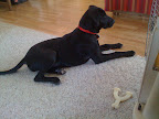 Starla in quite the classic pose.  Although this has been a change for us all, the one whose life has changed the most and yet no one knows about it is our dog, Starla.  She has been a trooper though and pretty good.  She's getting used to the idea more and more that we have another pack member.  I don't think it will sink completely in for awhile until Audrey can interact with her a little more.  That will take months I feel.