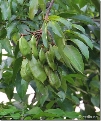 callerya atropupurea fruits callerya atropupurea fruits