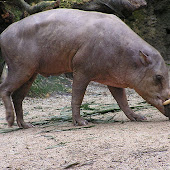 Babi Rusa Paket Tour Manado