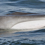 Finback whale calf