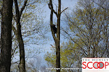 Bear Sighting On Winesap Land In Forshay - DSC_0050.JPG