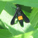 Peachtree Borer