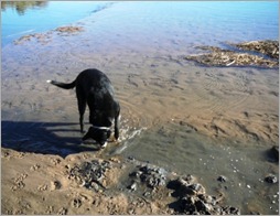 Detecting Dog Bridge 09 Detecting Dog Bridge 09