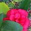 Camellia