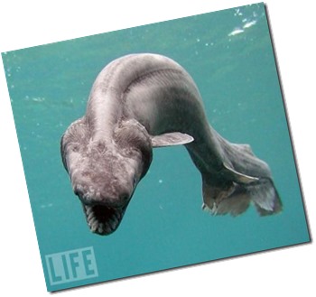 ‘What is that?’ You might ask…Once thought to be extinct, the Frilled Shark is often called a “living fossil” because the species has barely changed since prehistoric times.