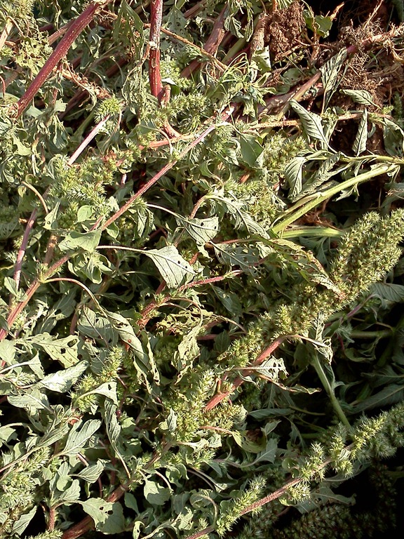 [IMG_20110815_17251012.jpg]