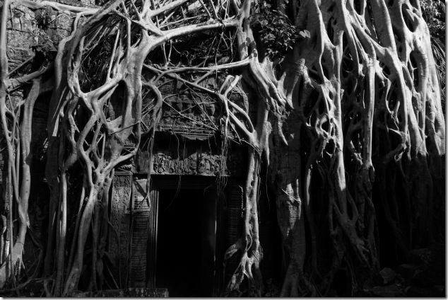 Ta Prohm temple taken over by the roots