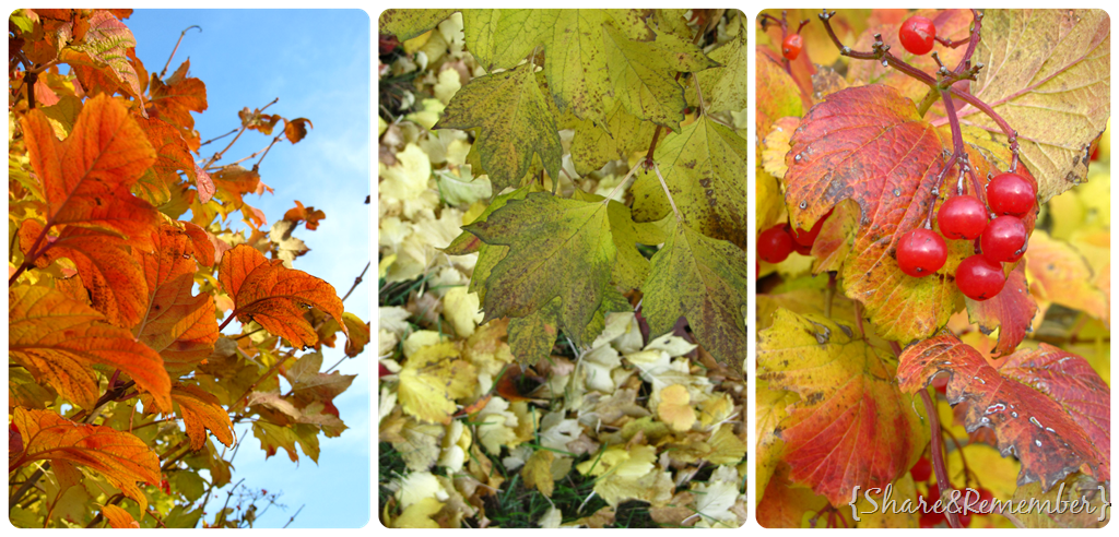 [shrubs%255B14%255D.png]