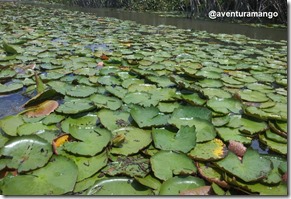 Vegetação aquática Vegetação aquática