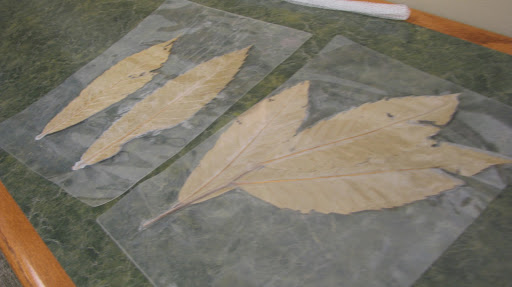 Bost brought samples of the Ozark Chinquapin leaves to the discssion. (Photo by Kenrick Nobles)