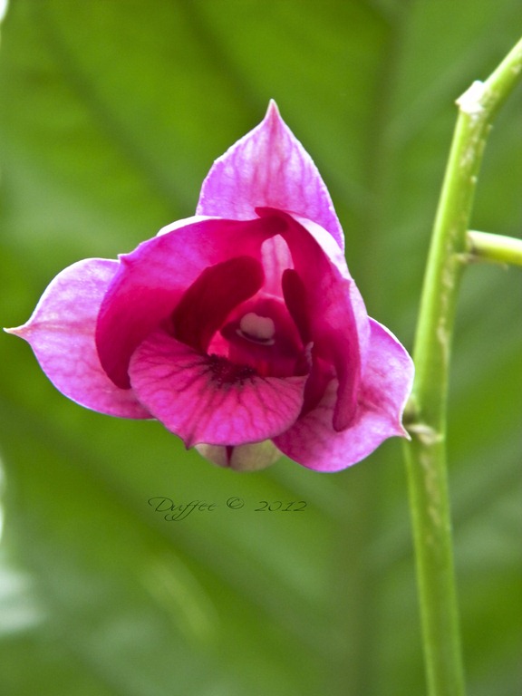 [Unfolding%2520Pink%2520Orchid%255B4%255D.jpg]