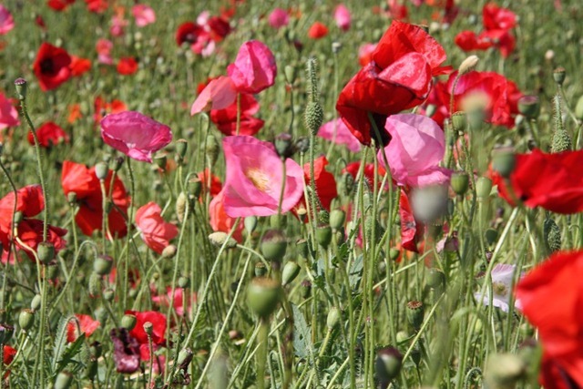 papavers papavers