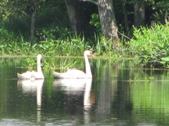 swans1