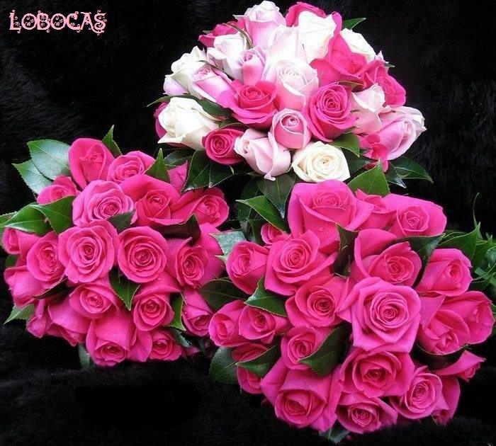 [rosas-LoBocAs-9008%255B5%255D.jpg]