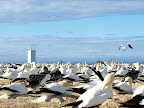 Lots and lots and lots of gannets.