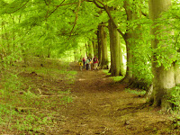Through the woods.