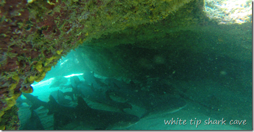 shark cave