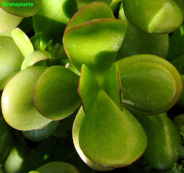 [foglie-crassula-ovata2.jpg]