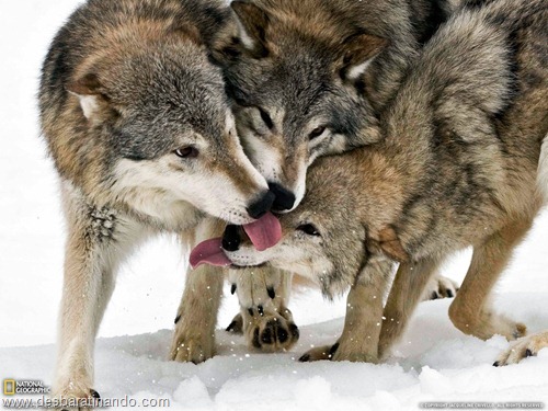 wallpapers national geographic desbaratinando (52) wallpapers national geographic desbaratinando (52)