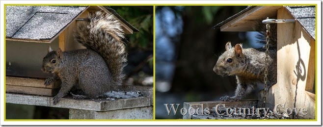 squirrelsPicMonkey Collage