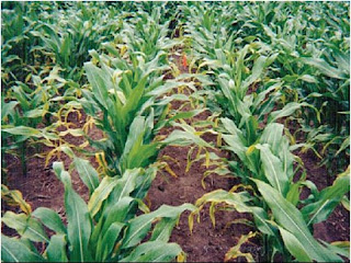 Photo Courtesy: ISU Extension Photo Courtesy: ISU Extension