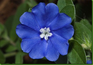 Evolvulus glomeratus Evolvulus glomeratus