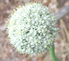 onion in bloom1