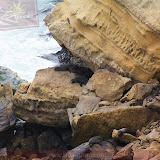Lobos Marinhos - Parque Nacional de Paracas - Deserto Litorânio - Peru