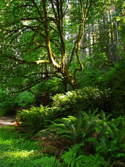 Del Norte Coast Redwoods SP