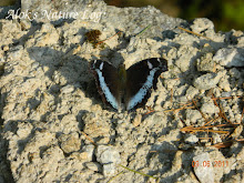 Nymphalidae%25252c%252520kaniska%252520canace%25252c%252520blue%252520admiral