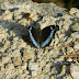 Nymphalidae%25252c%252520kaniska%252520canace%25252c%252520blue%252520admiral