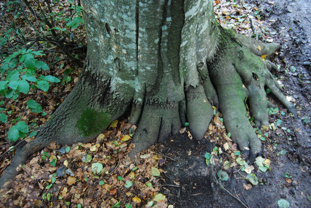 [Tur%2520i%2520skogen%2520sept%252011%2520060%255B8%255D.jpg]