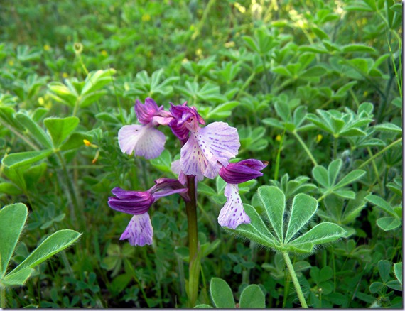DSCN1556 DSCN1556