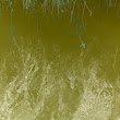shrimp feeding