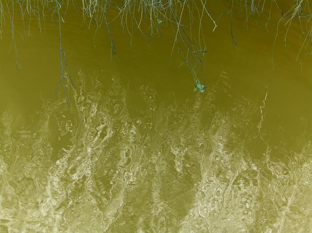 shrimp feeding