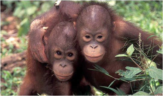 Introducing Kalimantan Island - Visit Pulau Kalimantan image