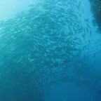 School of jacks (Sipadan)
